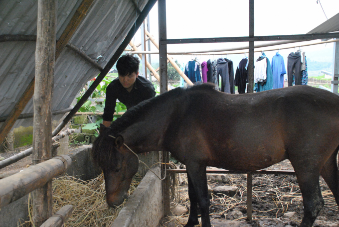 Vì ngựa 25% máu Cabardin huyện Bát Xát cấp không phối được giống, nên người dân chuyển sang dùng giống ngựa địa phương. Ảnh: H.Đ.