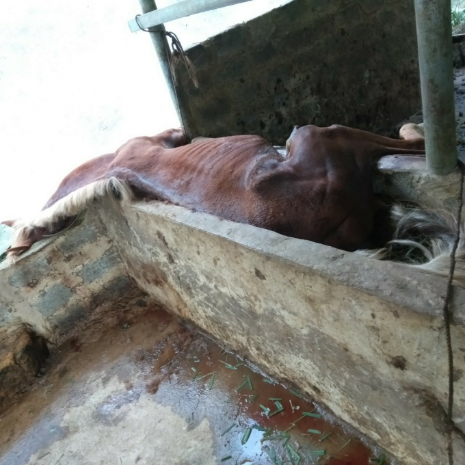 Con ngựa Cabardin của Trung tâm Dịch vụ nông nghiệp huyện Bát Xát chết do ngã vào máng ăn. Ảnh tư liệu.