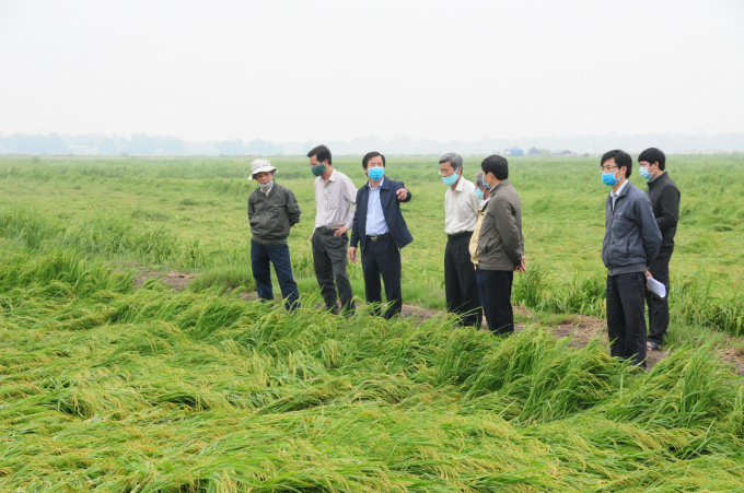 Ông Nguyễn Văn Phương (người chỉ tay) yêu cầu các địa phương khẩn trương tập trung lực lượng, hỗ trợ nông dân cứu lúa bị bổ. Ảnh: Tiến Thành.