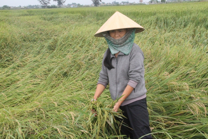Người nông dân đang điêu đứng sau khi hơn 10 ngàn ha lúa vụ đông xuân bị đổ rạp sau mưa, gió. Ảnh: Tiến Thành.