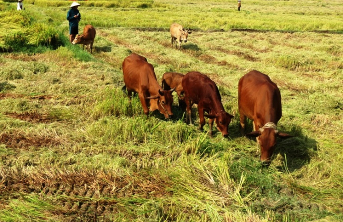 Đàn bò của huyện Phong Điền được duy trì, phát triển ổn định. Ảnh: Văn Bốn.