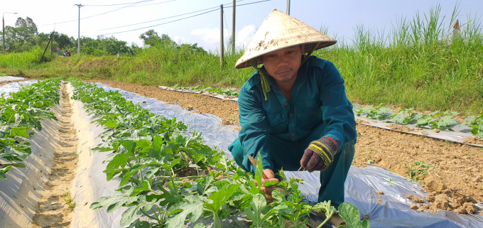 Nhiều diện tích lúa không hiệu quả, người dân huyện Phú Ninh đã chuyển qua trồng dưa hấu. Ảnh: Đăng Lâm.