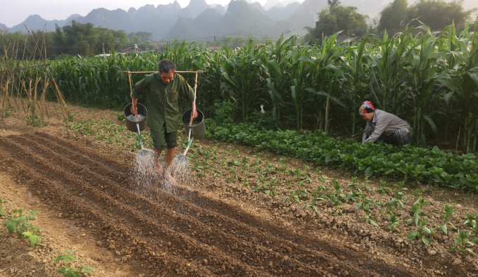 Nông dân thị trấn Nước Hai, huyện Hòa An làm đất để trồng vụ rau mới. Ảnh: Kông Hải.