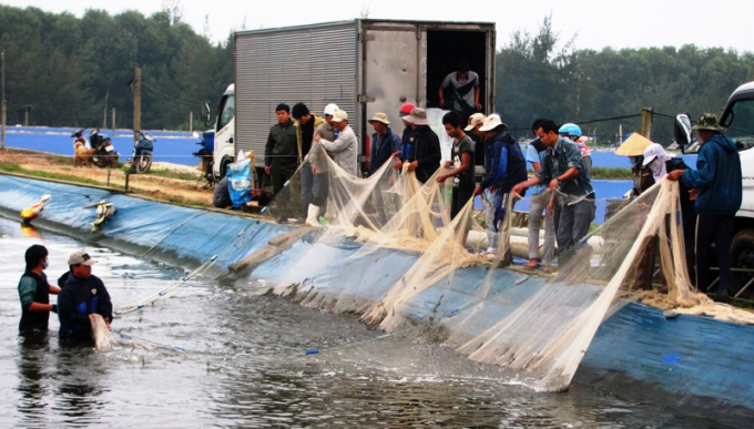 Giá tôm thương phẩm ở Phong Điền đang xuống thấp, nông dân khó tiêu thụ.