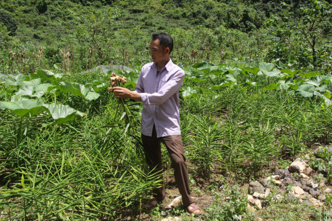 Cây gừng trâu góp phần xóa đói giảm nghèo ở các xã vùng cao Lục Khu. Ảnh: Kông Hải.