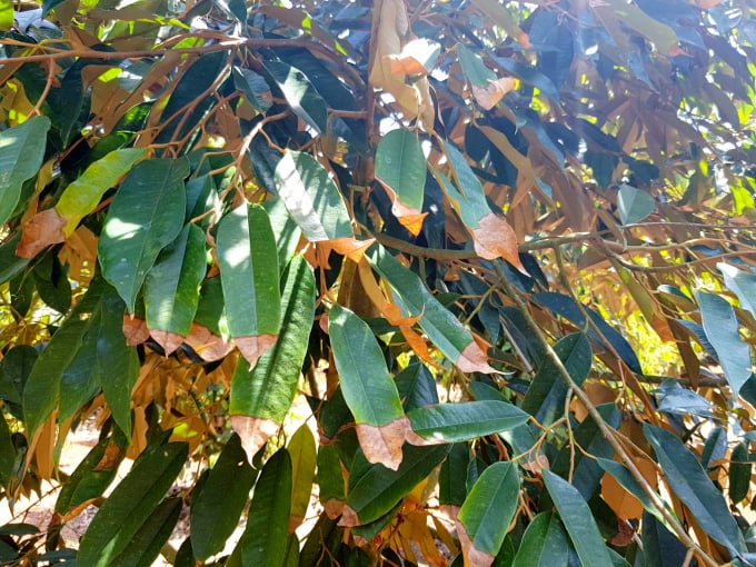 Bệnh cháy lá trên sầu riêng thường xuất hiện nhiều nhất trong mùa nắng giai đoạn ra hoa và đậu trái. Ảnh: Ngọc Trinh.
