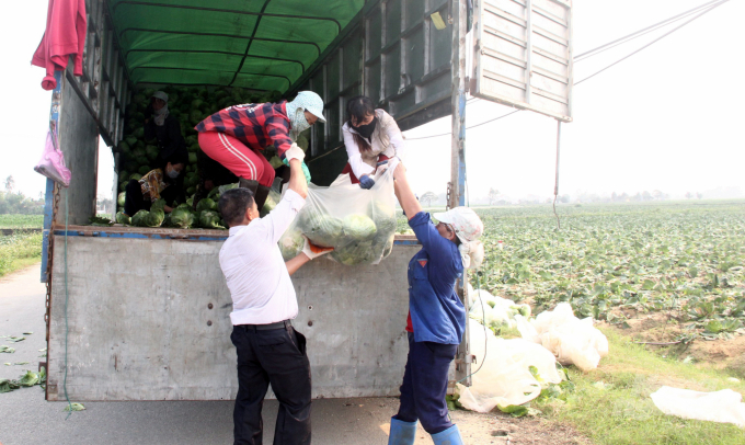 Hơn 100 tấn bắp cải đã lên đường sang Hàn Quốc, tạo tiền đề để Hoằng Lưu xây dựng vùng canh tác tập trung sản xuất nông sản xuất khẩu. Ảnh: Võ Dũng.