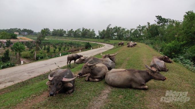 Trâu bò thong dong gặm cỏ, nghỉ ngơi dọc trên đê sông Kinh Thầy. Ảnh: Kế Toại. 