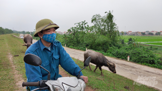 Anh Thắng, quê Hà Giang, làm nghề chăn trâu thuê ở Nam Hưng được gần 3 năm. Ảnh: Kế Toại. 