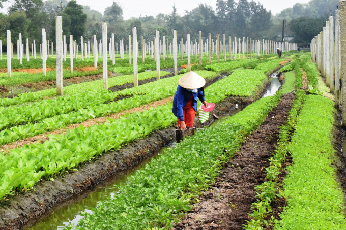 Mô hình trồng rau sạch ở Lộc Điền.