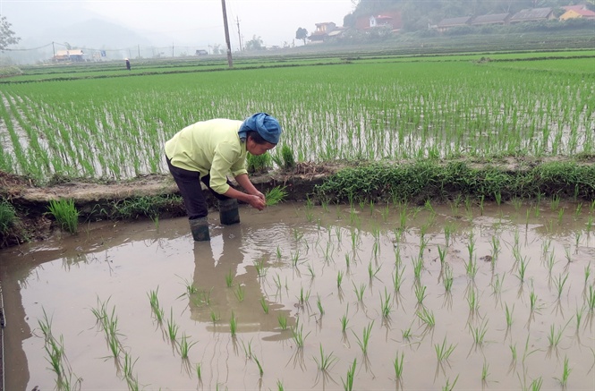 Nông dân Nghệ An gieo cấy lúa hè thu 2019.