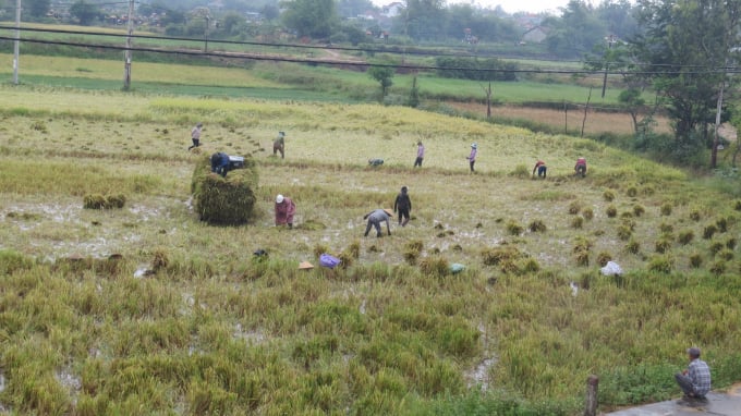 Nông dân xã Hòa An (huyện Phú Hòa) thu hoạch lúa ngã nằm sát đất.