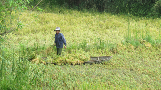 Nông dân xã An Định (huyện Tuy An) dùng sõng câu thu hoạch lúa ngã đổ.