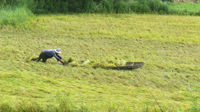 Sau mưa, nước ruộng lênh láng, nông dân 'bơi' sõng câu thu hoạch lúa.