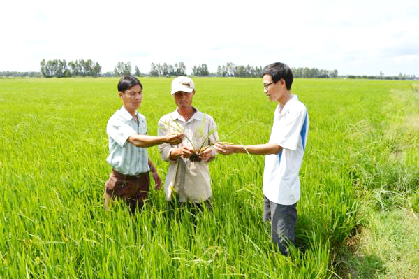 Nông dân huyện Giồng Riềng, Kiên Giang đang chăm sóc lúa hè thu, rất phấn khởi vì đã có thương lái tìm đến đặt cọc. Ảnh: Đào Chánh.