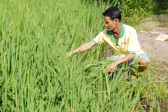 Hiện giá lúa đang ở mức cao, thương lái đến mua lúa còn xanh trên đồng cao hơn 100 - 200 đồng/kg so với giá thị trường hiện tại. Ảnh: Lê Hoàng Vũ.