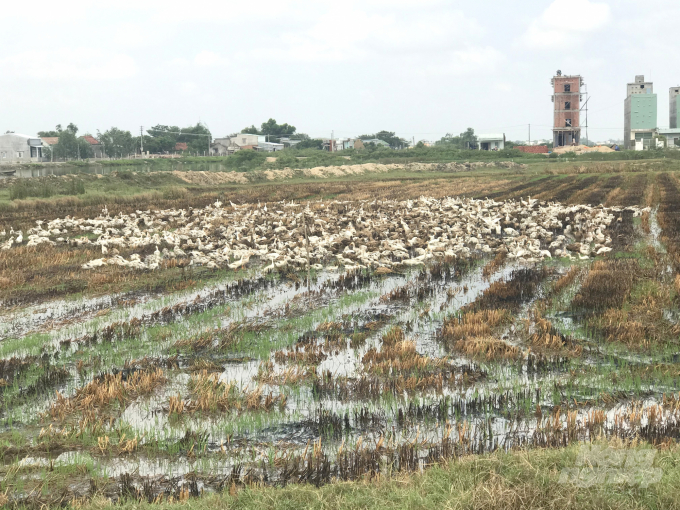 Vịt chạy đồng đang ăn lúa đổ sau thu hoạch trên cánh đồng lúa 2 vụ/năm của xã Phước Thắng. Ảnh: Lê Khánh.