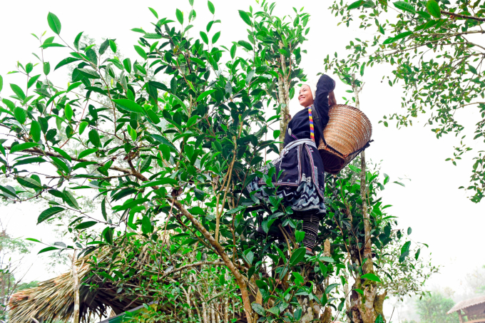 Những cây chè shan tuyết ở Hồng Thái cao bằng mấy đầu người. Ảnh: Đào Thanh.