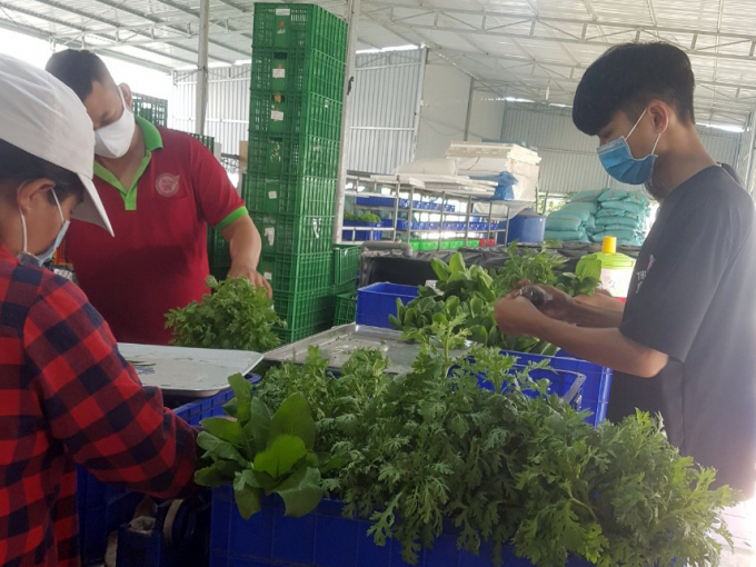 HTX Tuấn Ngọc (quận 9, TP.HCM) cung cấp các sản phẩm rau thủy canh cho người dân Thành phố. Ảnh: Nguyễn Thủy.