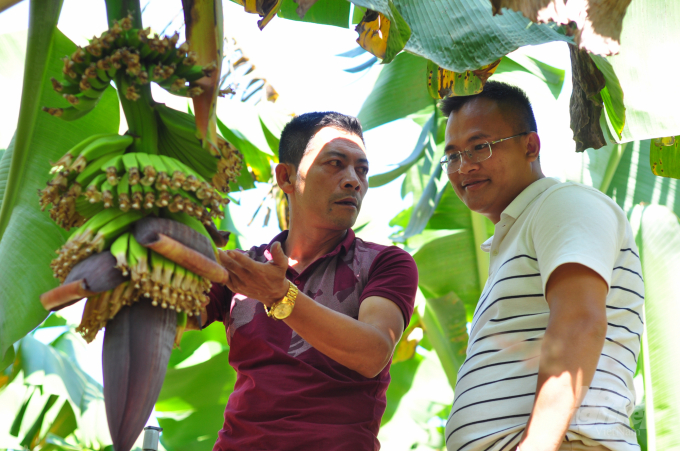 Ông Nguyễn Huy Phương (áo đỏ) cùng người bạn đang bàn về hướng phát triển chuối Laba. Ảnh: Minh Hậu.