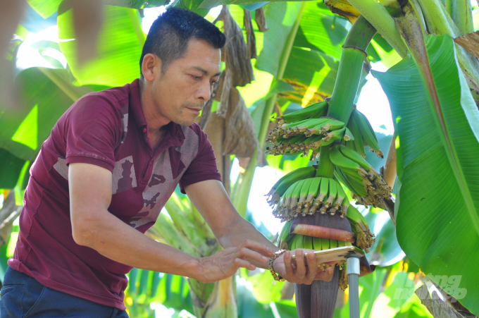 Để đảm bảo chất lượng nông sản xuất khẩu qua Nhật Bản, hợp tác xã của ông Phương lắp đặt chíp điện tử để phục vụ quy trình sản xuất. Ảnh: Minh Hậu.