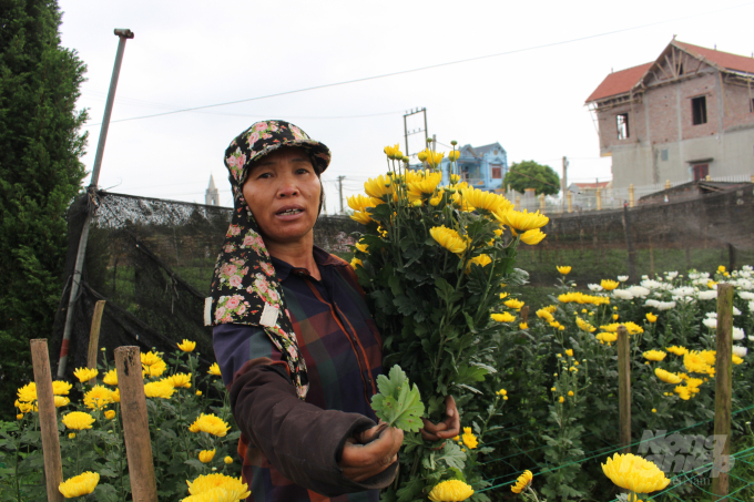 Người dân thôn Hồng Hà thu hoạch hoa cúc trong tậm trạng buồn rười rượi . Ảnh: Mai Chiến.