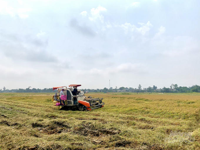 Huyện Gio Linh phấn đấu đến 30/4 thu hoạch xong lúa Đông Xuân để làm đất xuống giống vụ Hè Thu
