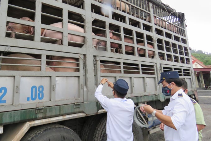 Cán bộ thú y tỉnh Quảng Bình thực hiện niêm phong kẹp chì ô tô vận chuyển lợn. Ảnh: T.Phùng.