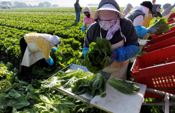 Tình trạng thiếu lao động nông nghiệp hiện hữu tại Mỹ từ trước khủng hoảng Covid-19. Ảnh: Reuters.