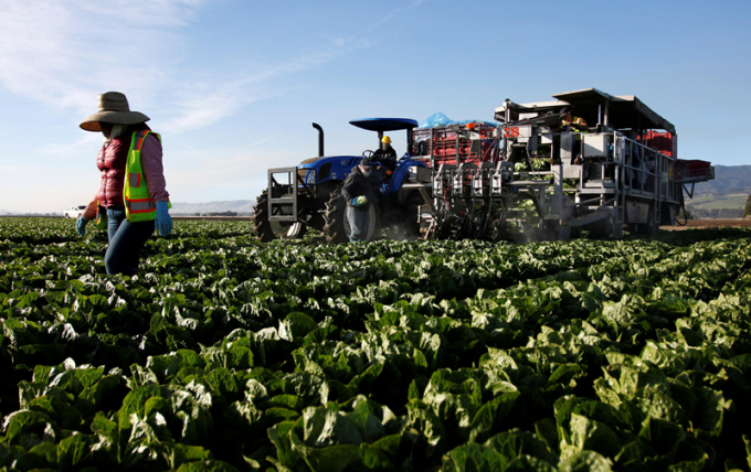 Một số công việc trong nông nghiệp như thu hoạch rau sẽ khó tự động hóa hơn. Ảnh: Reuters.