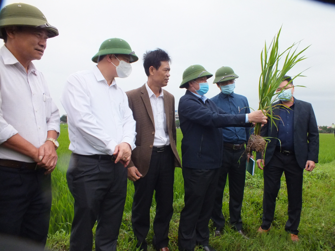 Tại tỉnh Hưng Yên, đoàn công tác của Bộ NN-PTNT đánh giá tình hình lúa Đông xuân 2020 sinh trưởng, phát triển tốt, chưa xẩy ra sâu hại nguy hiểm. Ảnh: Lê Bền.