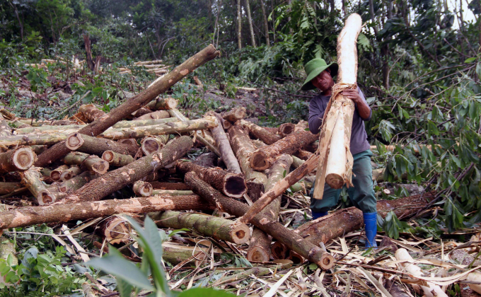 Doanh nghiệp thu mua gỗ rừng đạt chứng chỉ FSC với giá cao hơn rừng trồng thông thường. Ảnh: Võ Dũng.