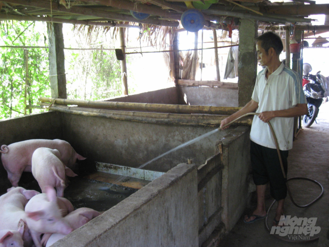 Sau DTLCP, việc tái đàn lợn ở Tuyên Quang đã bắt đầu khởi sắc. Ảnh: Đào Thanh.