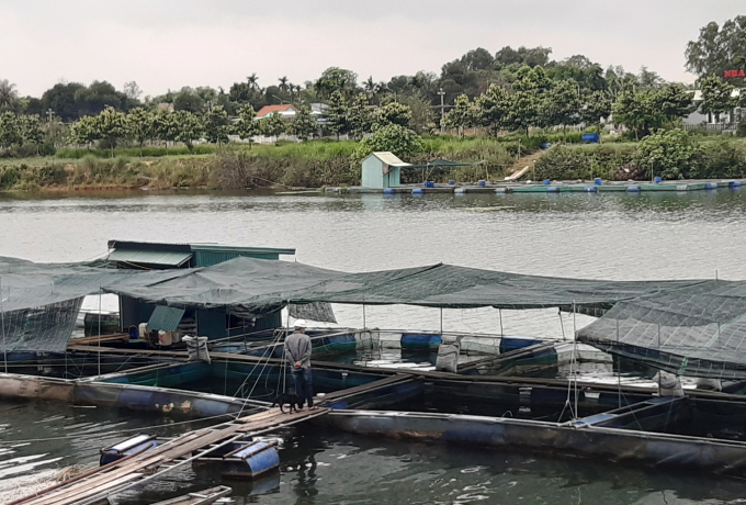 Người dân nuôi cá diêu hồng trên sông Bồ ở huyện Quảng Điền đang lao đao vì thiếu đầu ra. Ảnh: Tiến Thành.