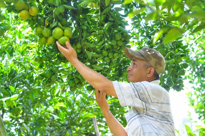 Trên khu vườn, ông Lê Đình Hồ trồng 20 loại cây ăn trái, cây cho thu hoạch quanh năm. Ảnh: MP.