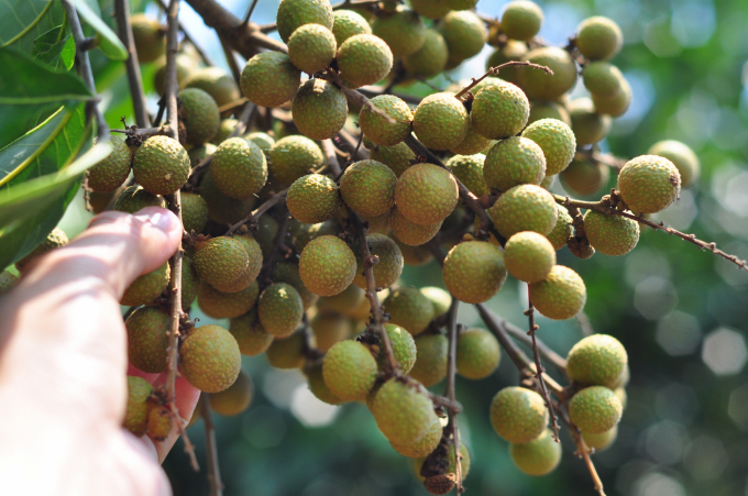 Các loại cây ăn trái trong vườn của gia đình ông Lê Đình Hồ đều được chăm sóc đặc biệt để cho ra trái quanh năm. Ảnh: MP.