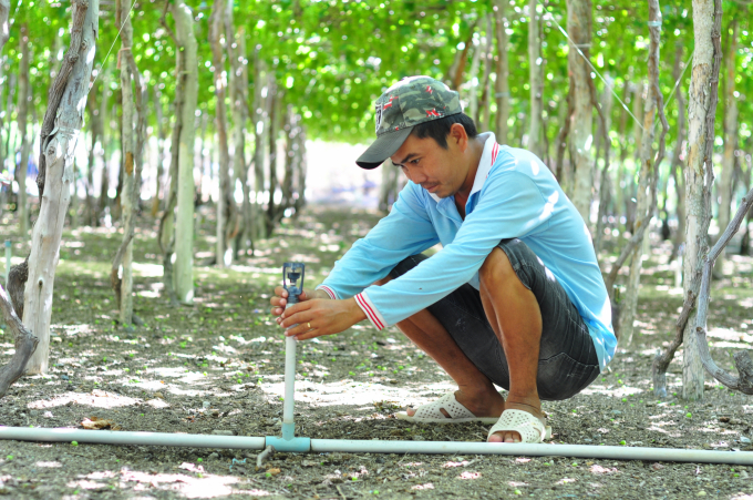 Công nghệ tưới nước tiết kiệm đang là giải pháp hữu hiệu giúp người trồng nho Ninh Thuận phát triển vườn trong giai đoạn khô hạn. Ảnh: KS.