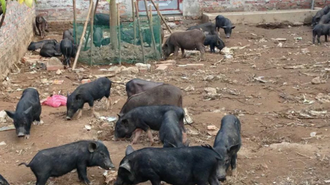 Lợn Mán dễ nuôi, chất lượng thịt thơm ngon.