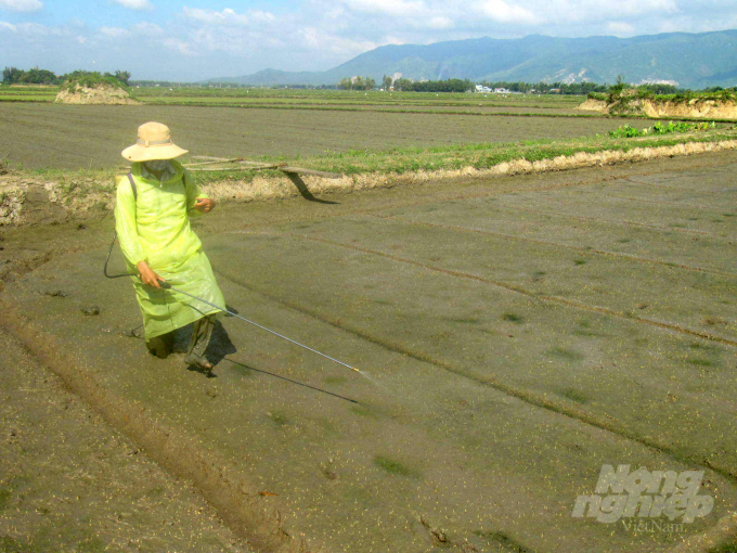 Lúa vụ hè thu 2020 vừa gieo sạ nông dân Bình Định đã bơm thuốc trừ cỏ. Ảnh: Vũ Đình Thung.