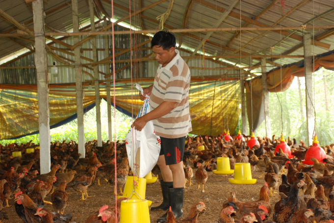 Mô hình gà thả vườn bán công nghiệp ở xã Thanh Lương, thị xã Bình Long.