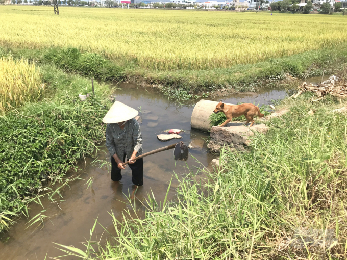 Dù đã 84 tuổi nhưng thủy nông viên Nguyễn Thị Điểu vẫn miệt mài ra đồng 'dẫn thủy nhập điền'. Ảnh: Vũ Đình Thung.