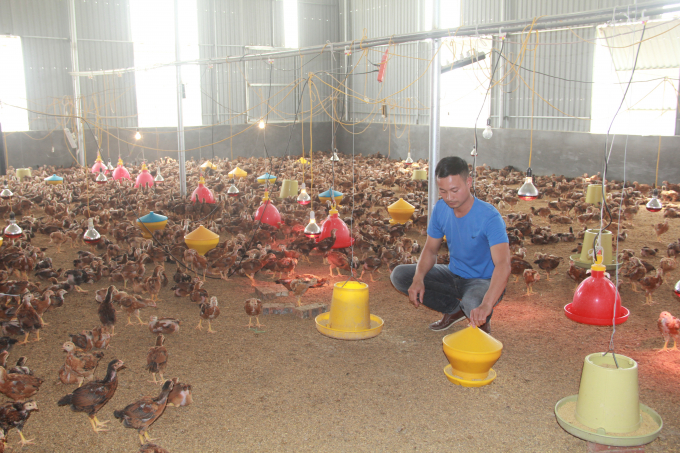 Ngoài chăn nuôi đà điểu, gia đình anh còn nuôi hơn 6.000 con gà, 4.000 con vịt, ngan.