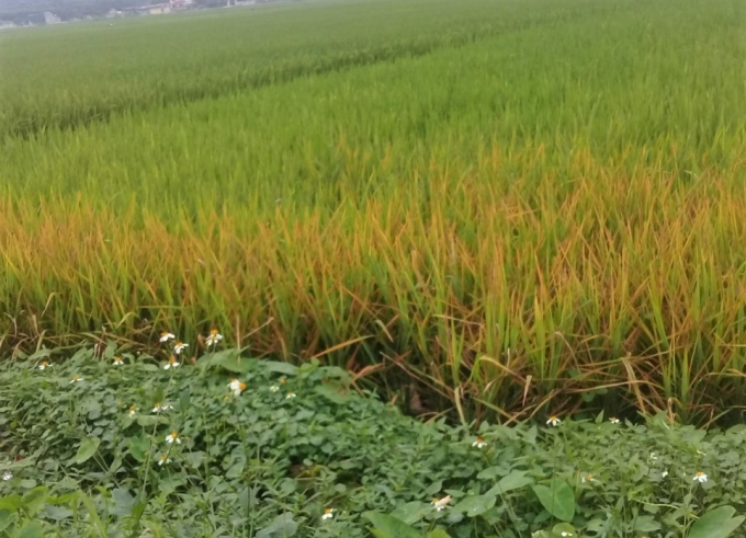 Ruộng lúa bị ve đen gây hại tại Nghệ An.
