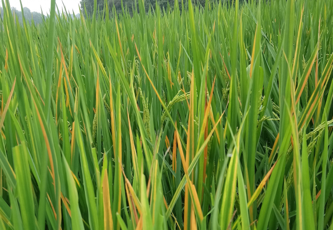 Ve đen 8 chấm gây hại trên lúa tại huyện Anh Sơn, Nghệ An, 2020.