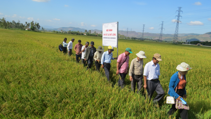  Mô hình sản xuất lúa chất lượng của xã Hòa Quang Bắc.