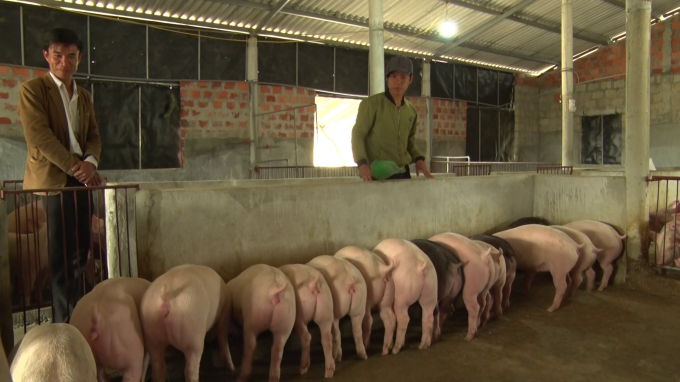 Giá lợn trên thị trường tăng cao, kích thích người dân và doanh nghiệp đẩy mạnh chăn nuôi.