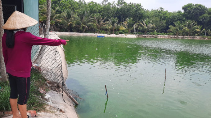 Mô hình nuôi cá VietGAP của gia đình bà Lê Thị Ngát, ấp Suối Nguồn, huyện Châu Thành, Tây Ninh. Ảnh: Trần Trung.