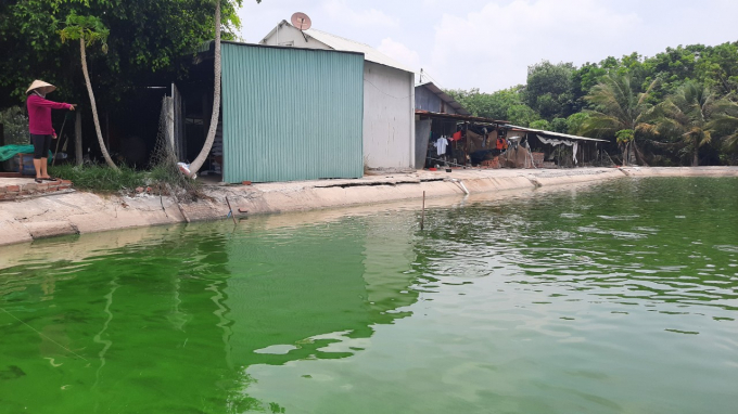 Triển vọng nuôi cá lồng VietGAP ở HTX thủy sản Vĩnh Long