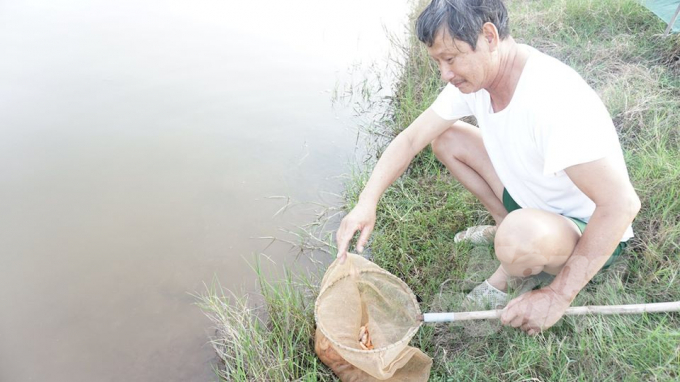 Ông Nguyễn Văn Xá, nuôi tôm ở phường Tân Thành buồn bã vớt những con tôm đang đến kỳ thu hoạch nhưng bị chết do dịch bệnh. Ảnh: Đinh Mười.