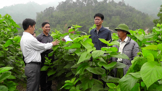 Phát triển nghề trồng dâu, nuôi tằm giúp nâng cao thu nhập cho người dân. 